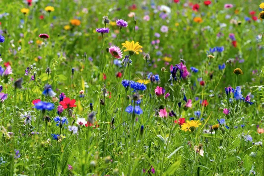 Why Garden Experts Say to Skip Wildflower Seed Mixes—and What to Plant Instead