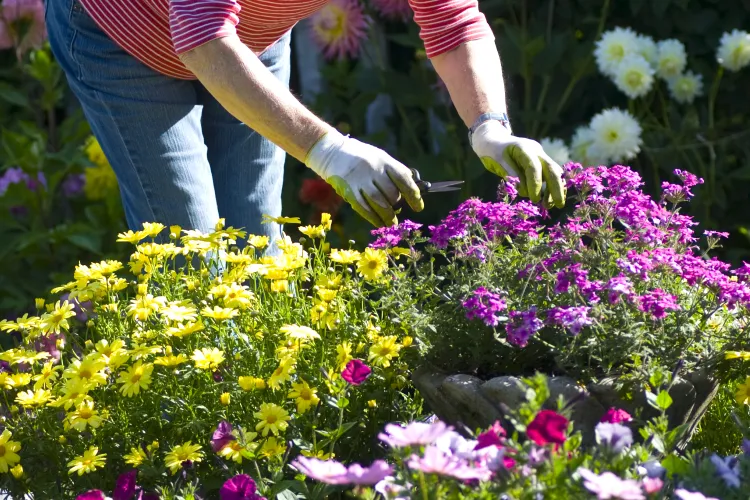Deadheading These Flowers Keeps the Blooms Coming All Summer