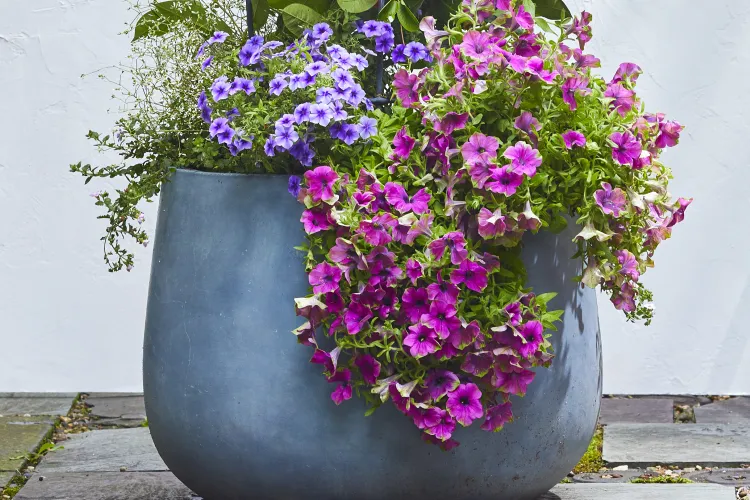 How to Fertilize Your Petunias for More Blooms All Summer Long