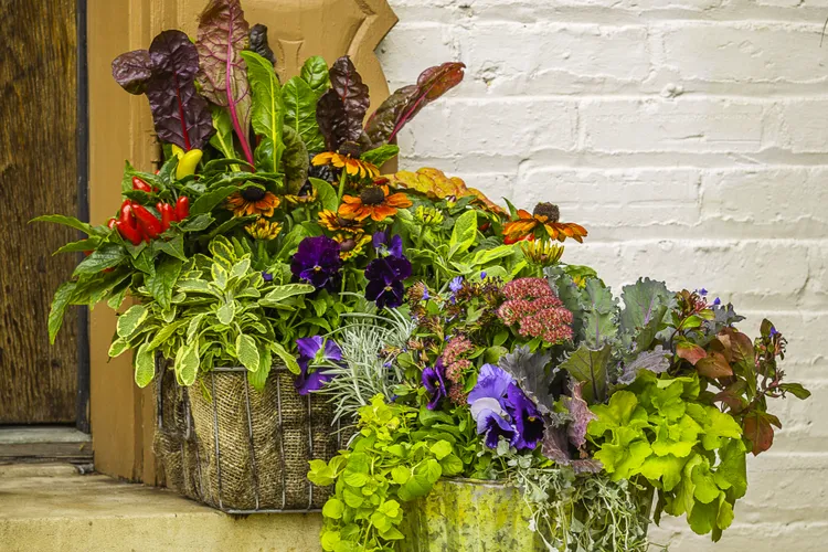 What to Plant Now for a Fall Garden Bursting with Color