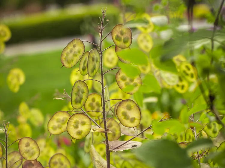 12 Self-Seeding Flowers That'll Fill Your Garden with Blooms Year After Year
