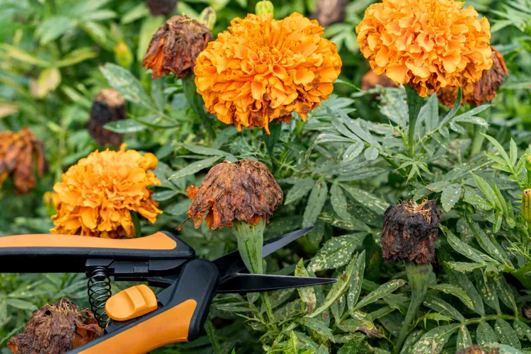 How to Deadhead Marigolds for More Blooms All Summer Long