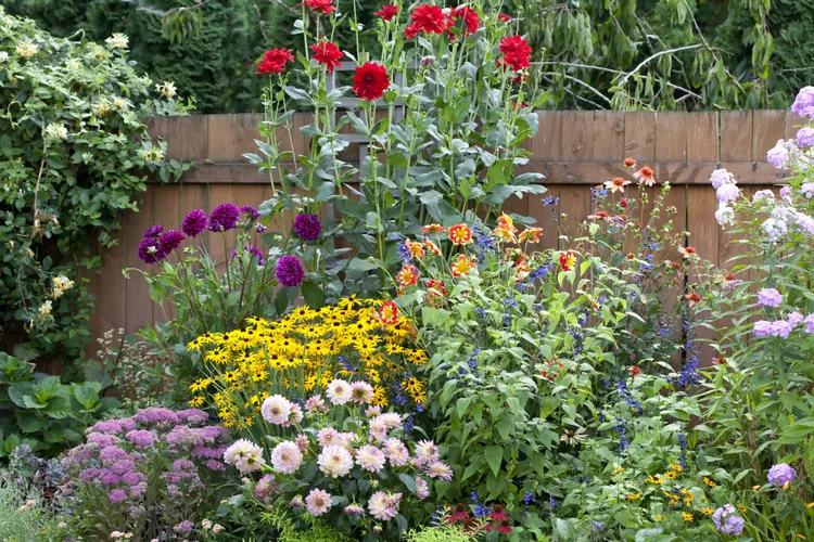 11 Plants to Grow with Dahlias for a Showstopping Summer Garden