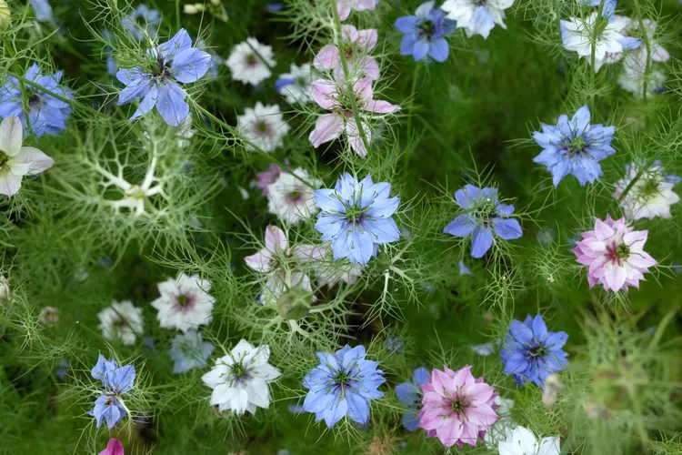 Josh O’Connor Is Growing an ‘Explosive’ Flower in His English Garden This Summer