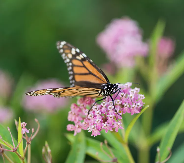 7 Tips for Growing Milkweed from Seed for Monarch Butterflies