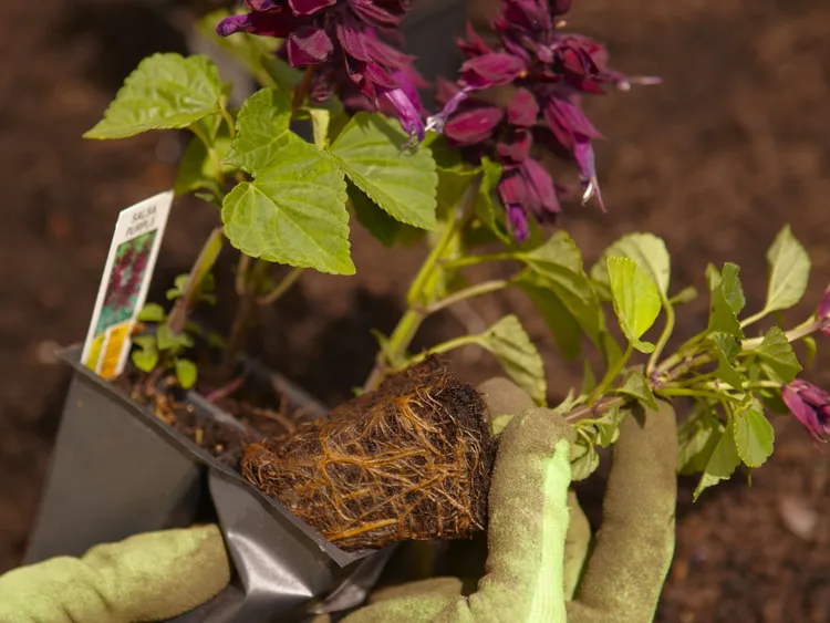 How Long New Garden Plants Can Stay in Their Pots After You Bring Them Home