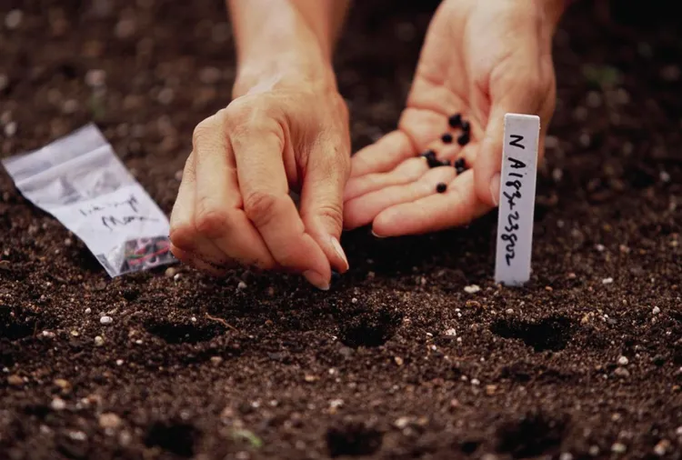 How to Tell If Old Seeds Are Still Good Before Planting Them