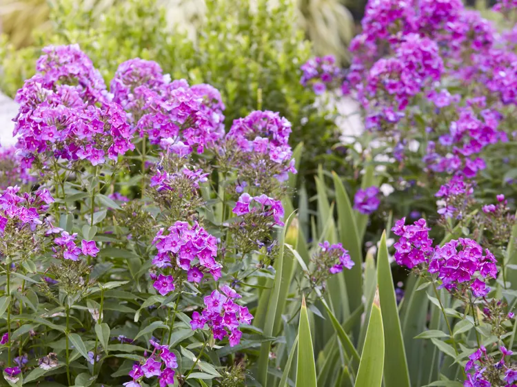 16 Easy-Care Perennials That Keep the Flowers Coming All Season Long