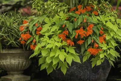 7 Reasons Begonias Are the Secret to a Fuller, Brighter Garden