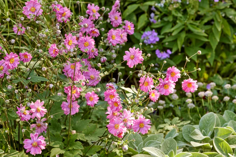 20 Underrated Perennials That Deserve a Spot in Your Garden