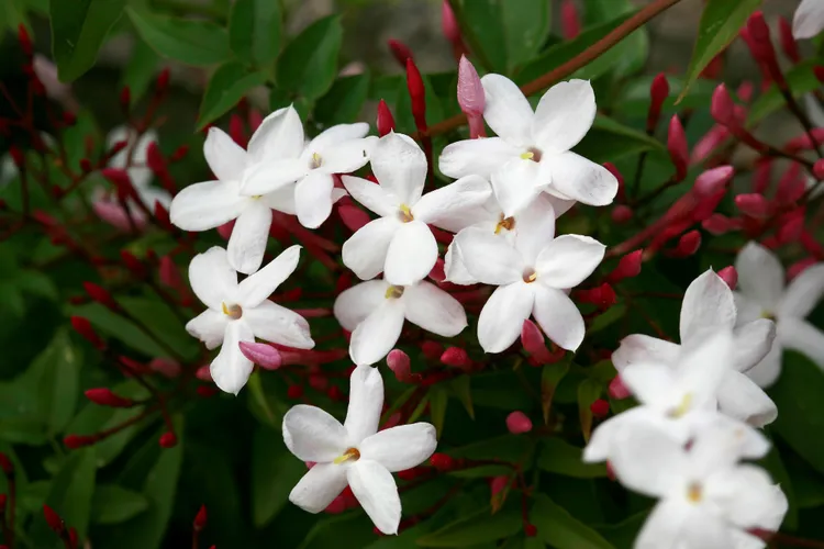 Give Your Garden a Fragrant Makeover with Trader Joe's $10 Potted Pink Jasmine