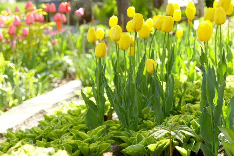 Forgot to Plant Your Tulips in the Fall? Here's How You Can Still Get Blooms This Spring