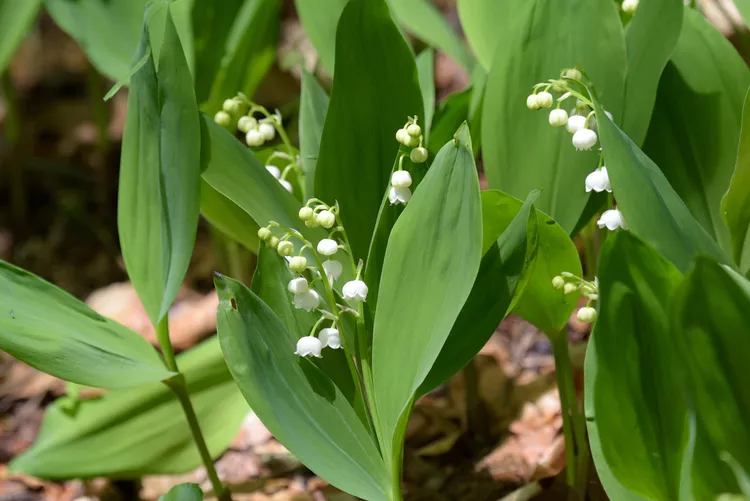 6 Popular Perennials That Cause Problems in the Garden (and What to Plant Instead)
