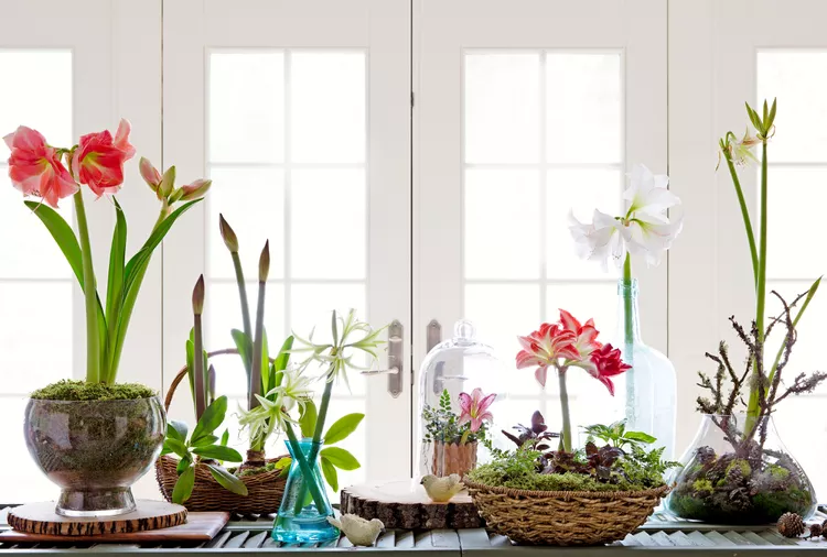 17 Decorating Ideas That Make Winter-Flowering Bulbs Shine Indoors