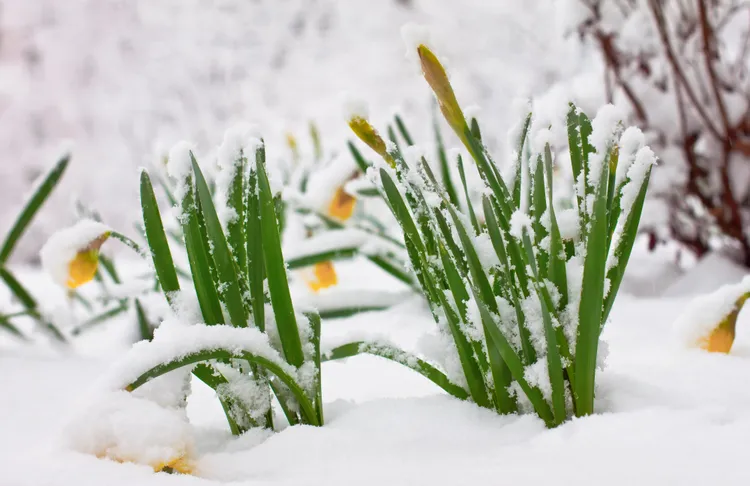 What to Do If Your Spring-Blooming Bulbs Pop Up Too Early (and How to Prevent It)