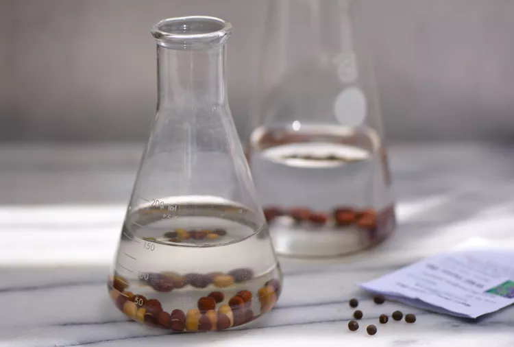 This Simple Seed-Soaking Trick Helps Garden Seeds Sprout Faster
