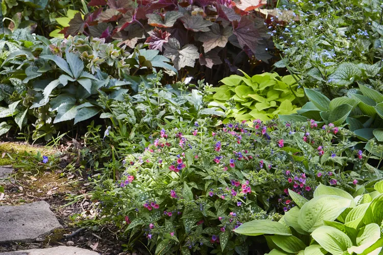 8 Spring-Blooming Perennials the BHG Test Garden Swears By for Reliable Color