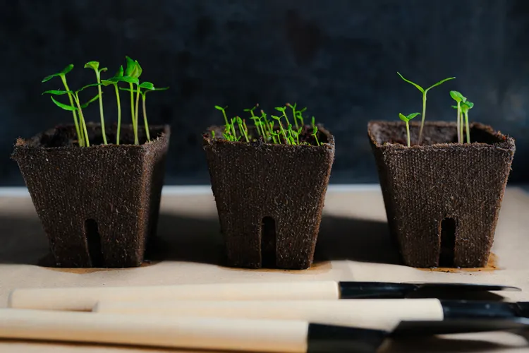 7 Indoor Seed-Starting Tips Every Gardener Should Know for Guaranteed Success