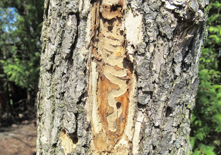 7 Signs of Emerald Ash Borer Damage You Shouldn’t Ignore—and What to Do Next