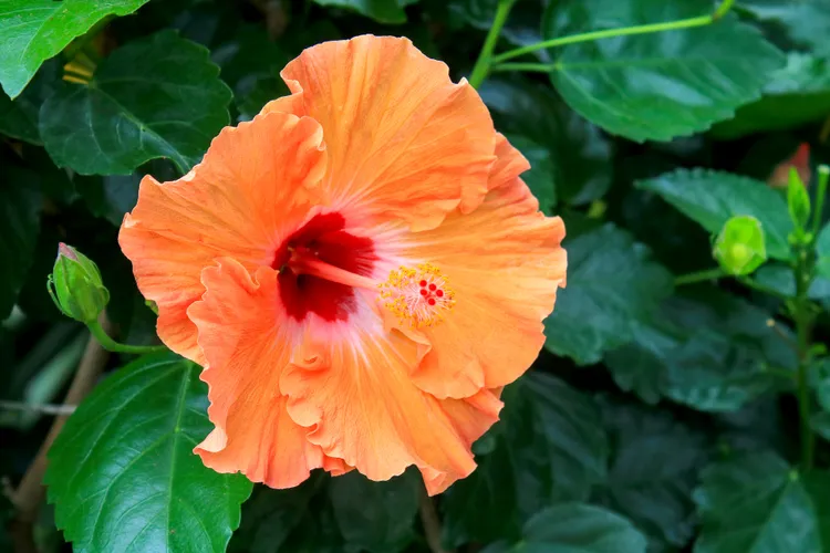 White Bugs on Your Hibiscus? Here’s How to Get Rid of Them Naturally