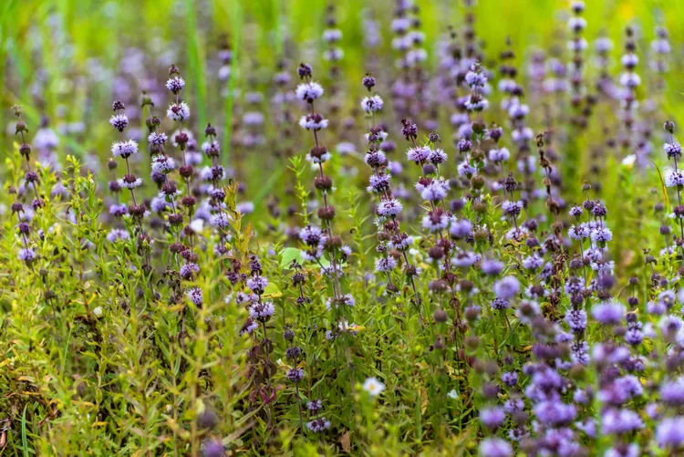 10 Plants That Naturally Repel Ants from Your Yard