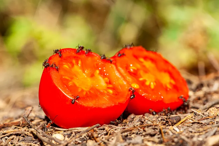 Ants on Tomato Plants May Be a Sign of a Bigger Problem—Here's What to Look For