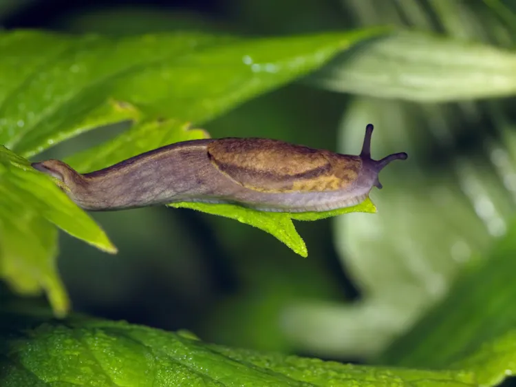 10 Companion Plants That Help Deter Slugs and Snails Naturally