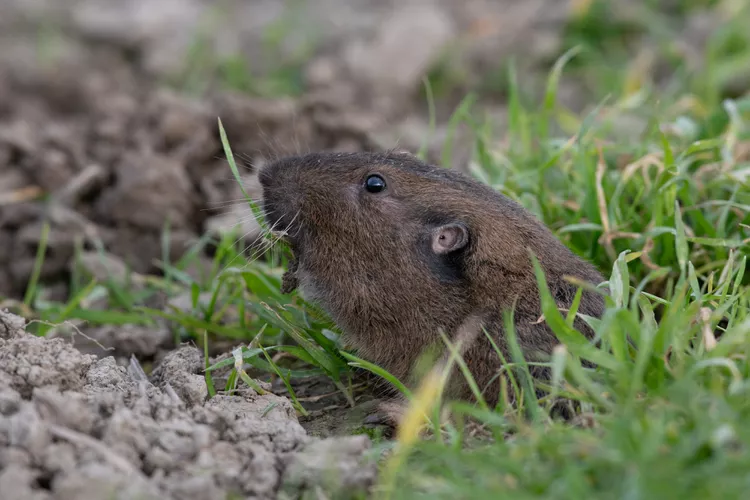 6 Smart Ways to Get Rid of Gophers and Protect Your Garden