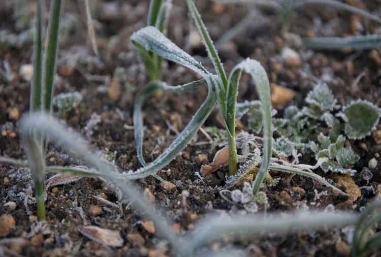 Does a Frigid Winter Mean Fewer Pests Later? Here’s What Experts Say