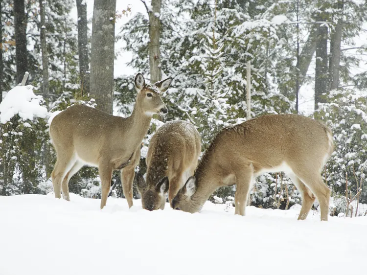 8 Effective Ways to Stop Deer and Rabbits from Eating Your Plants This Winter