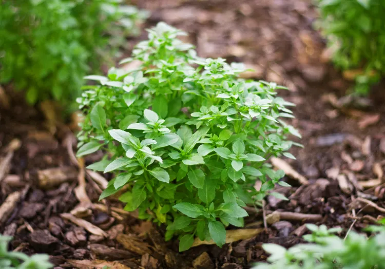 This Type of Basil Is Way Better Than Others at Repelling Garden Pests, a New Study Reveals