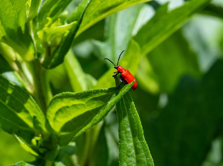 6 Natural Ways to Stop Scarlet Lily Beetles from Ruining Your Lilies