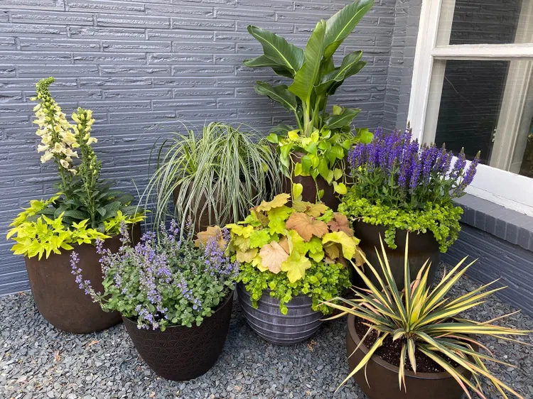 7 Simple Ways to Get Rid of Ants in Potted Plants—and Keep Them Away
