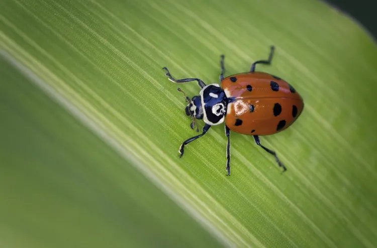 The Worst Way to Bring Ladybugs to Your Garden—and What an Expert Says to Do Instead