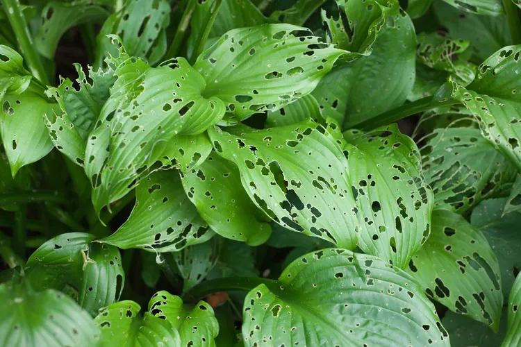 8 Reasons Your Plant's Leaves Have Holes—and How to Fix Them