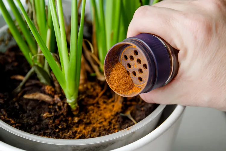 Does Cinnamon Actually Repel Garden Pests and Diseases? Here's What Studies Reveal