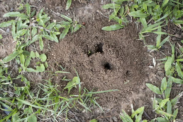 5 Natural Ways to Get Rid of Ant Hills in Your Yard