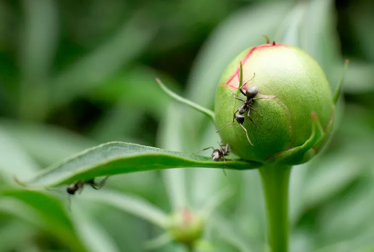 Are Ants Bad for Your Peonies? Here's What an Expert Says