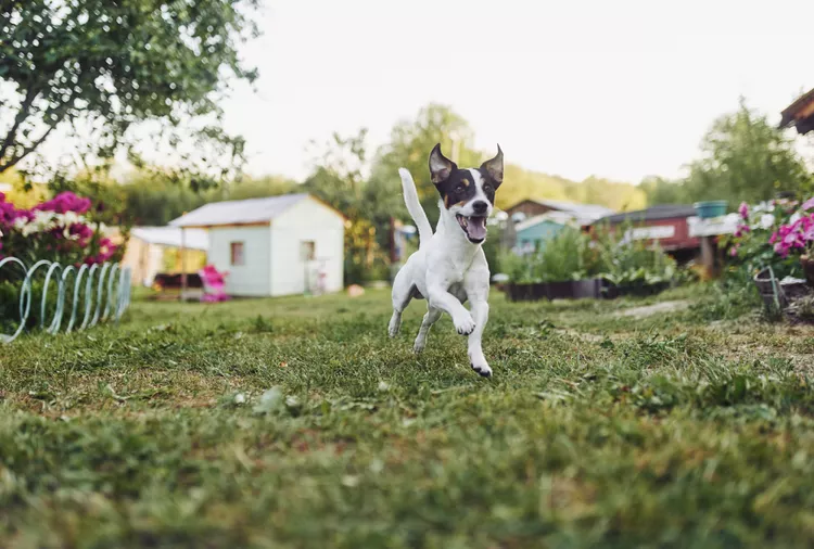 5 Expert Tips for Keeping Your Dog Out of Your Garden