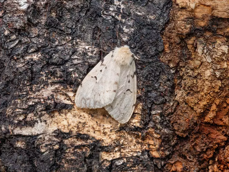 4 Destructive Invasive Insects to Watch for in Your Garden