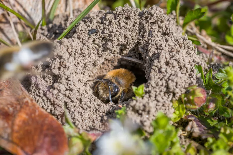 How to Get Rid of Ground Bees: 7 Natural Solutions