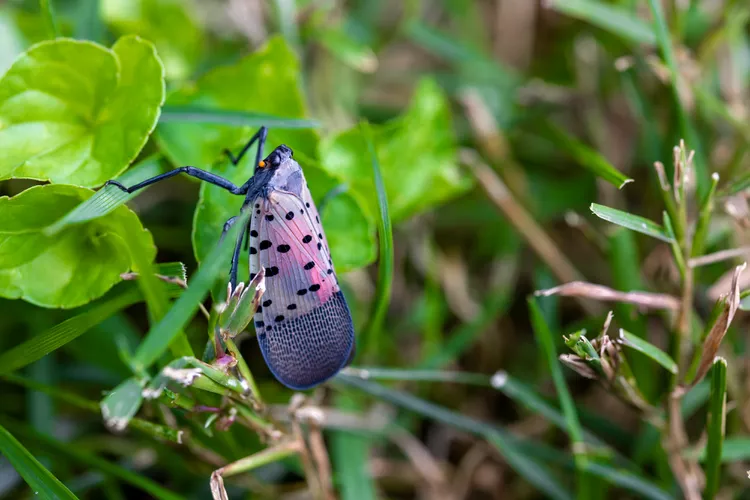 How to Get Rid of Spotted Lanternfly Infestations in Your Yard