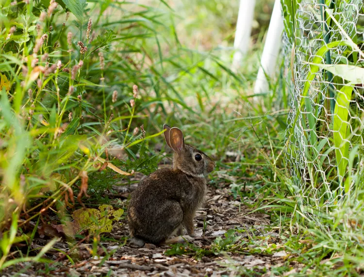 How to Keep Rabbits Out of Your Garden: 9 Wildlife-Friendly Tips
