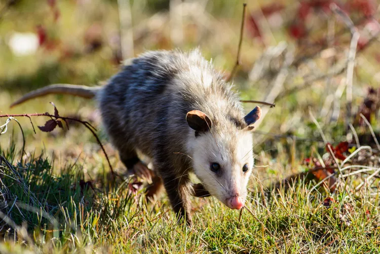 How to Get Rid of Possums in Your Yard: 5 Humane Solutions