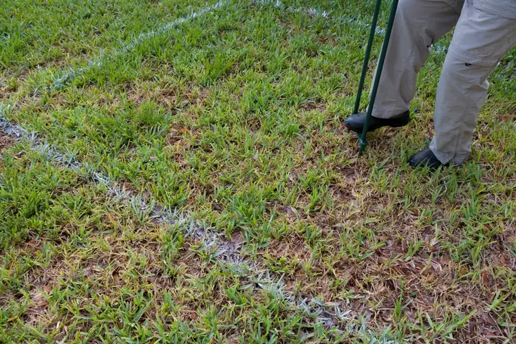 Dethatching vs. Aerating: How to Choose the Right Method for Your Lawn