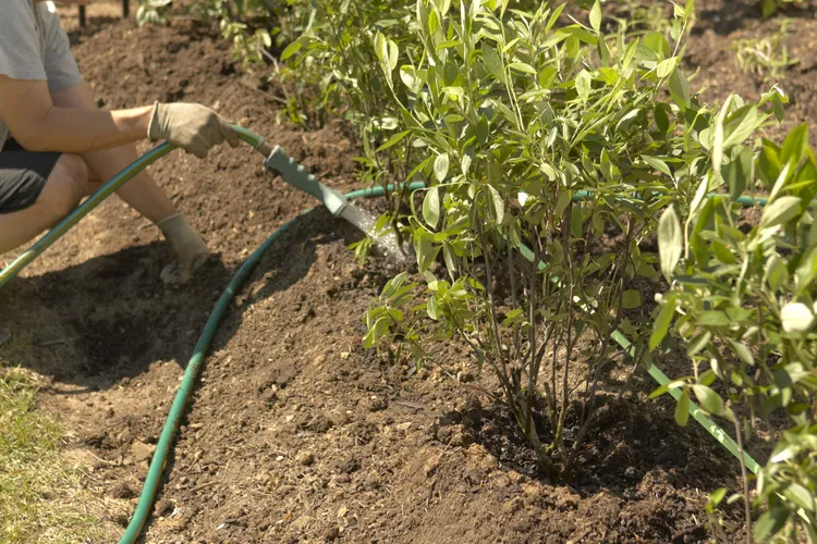 7 Watering Tips to Help Your Newly Planted Garden Thrive from Day One