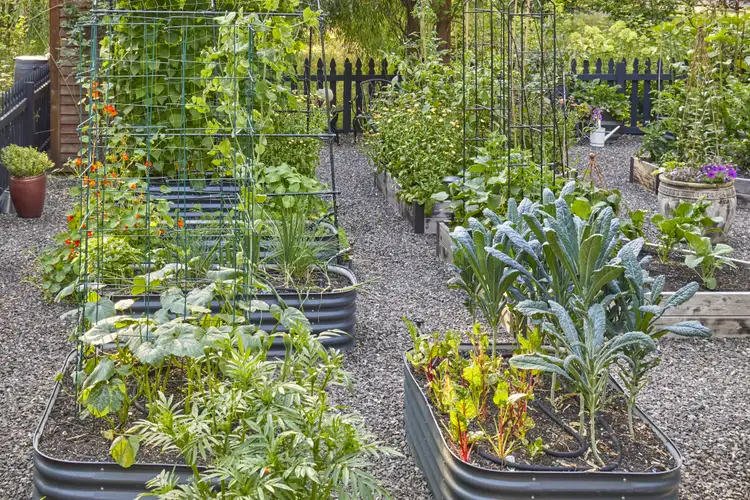 Your July Garden Checklist: What to Do Now, Region by Region