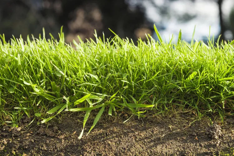 4 Easy Ways to Tell If Your Lawn Needs Dethatching