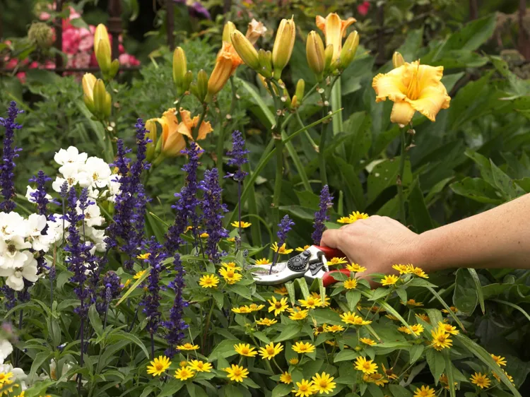 What to Do in Your Garden This June to Keep It Thriving Through Summer