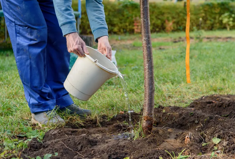 5 Surprising Times Your Plants Need Extra Water for Better Growth